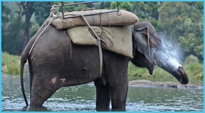elephant-training-camp