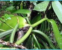 Vanilla-plant-in-coorg