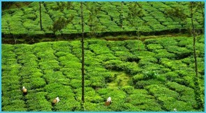 tea-plantations